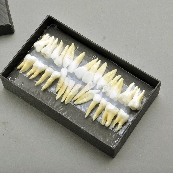 Dental Teeth Model 28Pcs Typodont Demo Teaching Training 7008