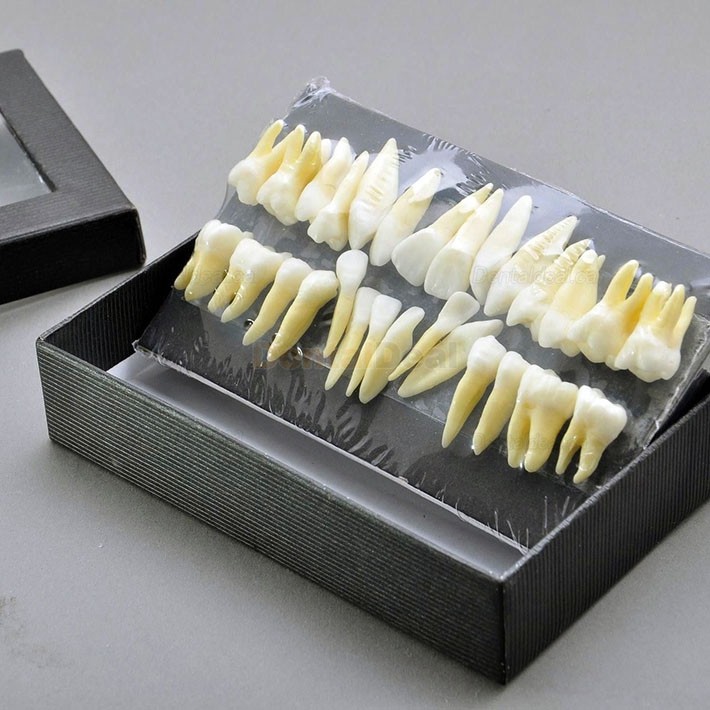 Dental Teeth Model 28Pcs Typodont Demo Teaching Training 7008