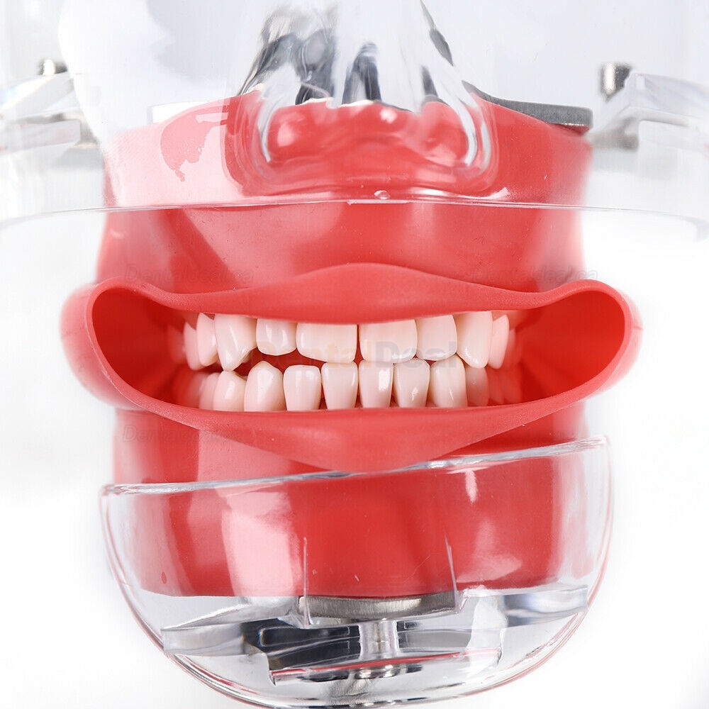 Dental Manikin Phantom Head Training ​Simulator (Typodont Compatible with Nissin Kilgore)