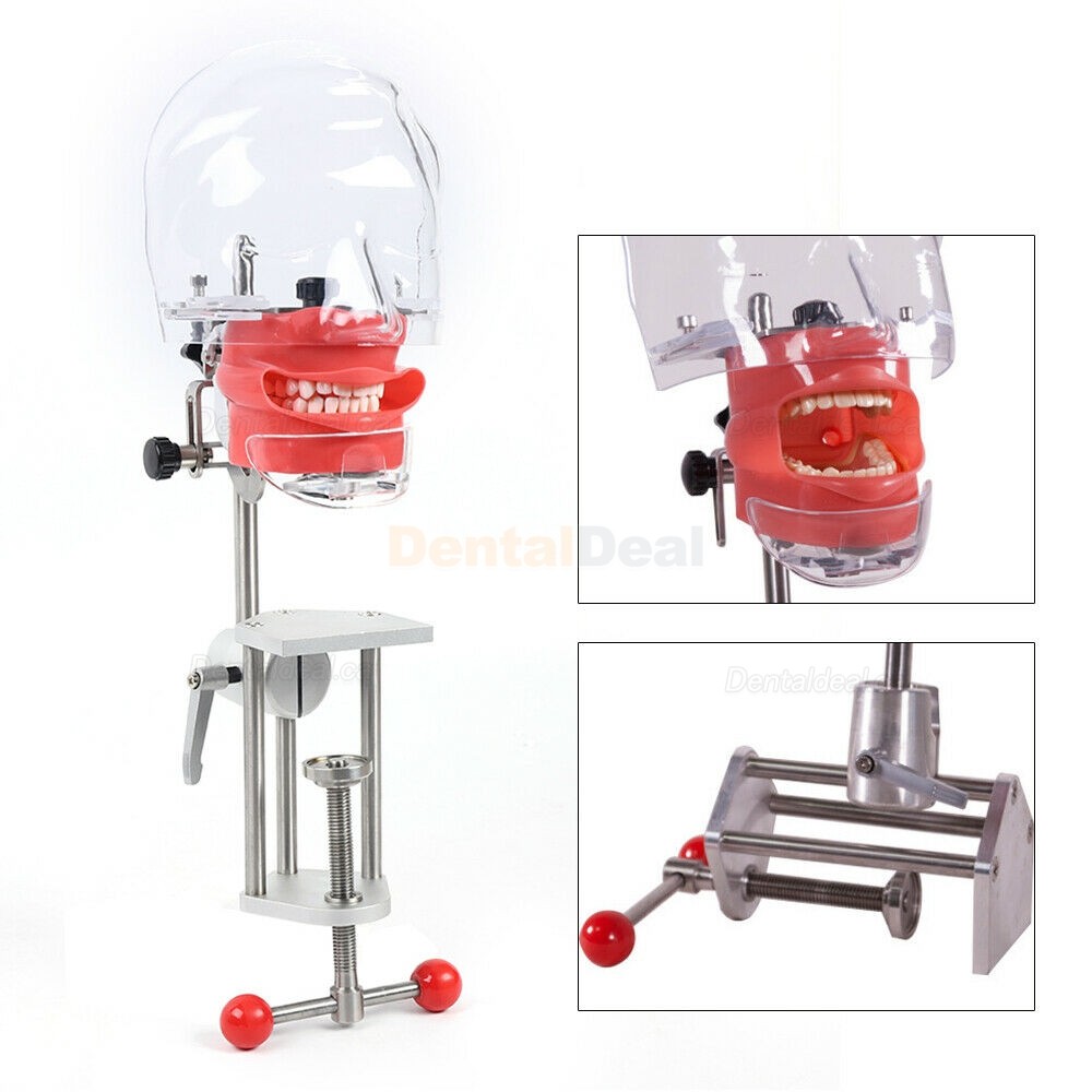 Dental Manikin Phantom Head Training ​Simulator (Typodont Compatible with Nissin Kilgore)