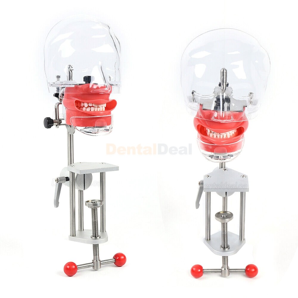 Dental Manikin Phantom Head Training ​Simulator (Typodont Compatible with Nissin Kilgore)