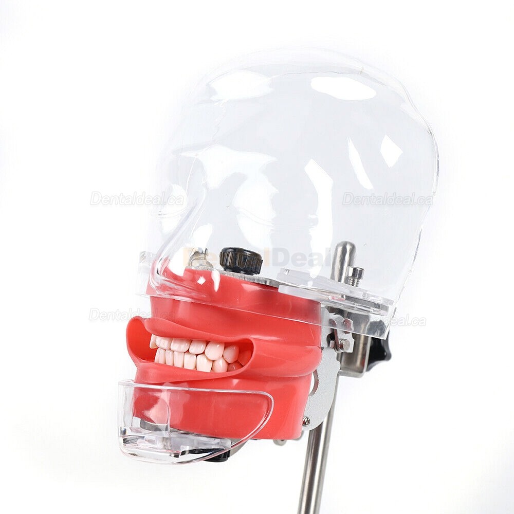 Dental Manikin Phantom Head Training ​Simulator (Typodont Compatible with Nissin Kilgore)