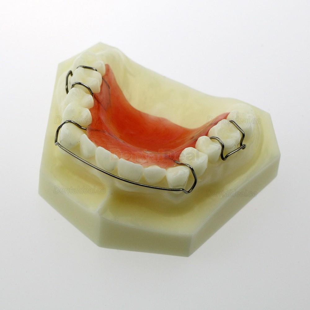 Dental Teeth Model Orthodontic Demonstration Study Traning Model #3007 01