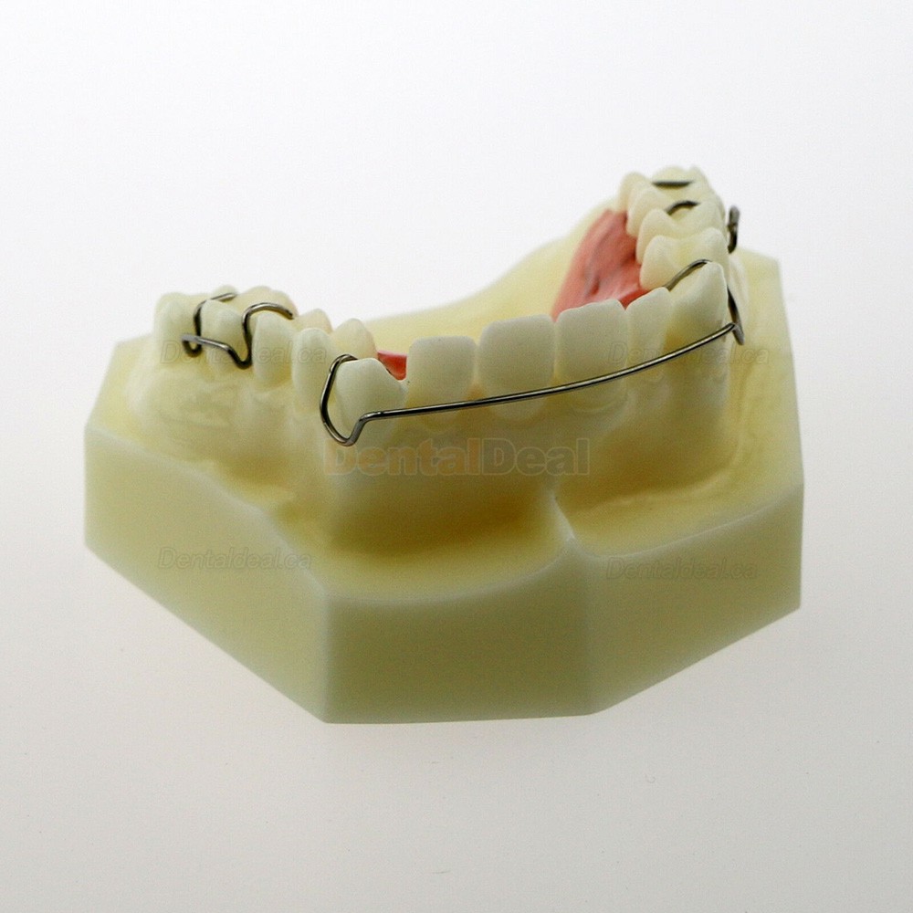 Dental Teeth Model Orthodontic Demonstration Study Traning Model #3007 01