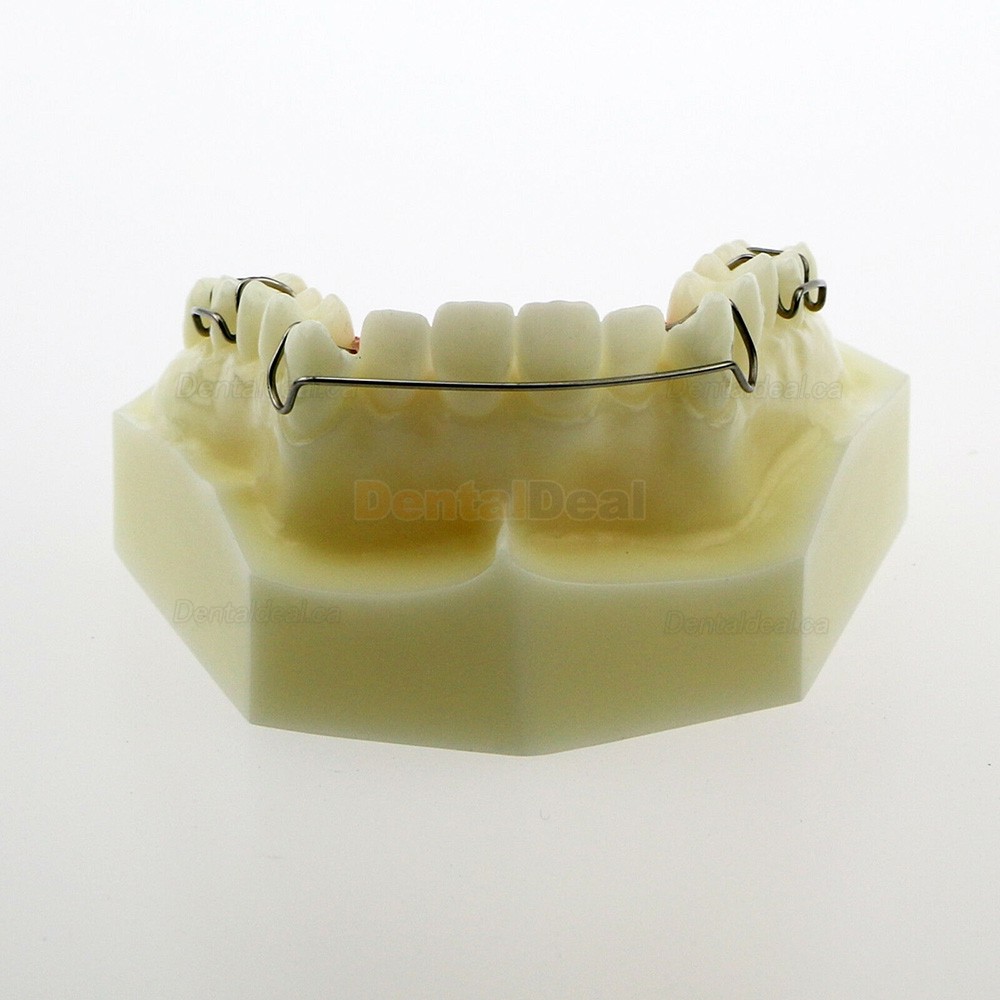 Dental Teeth Model Orthodontic Demonstration Study Traning Model #3007 01