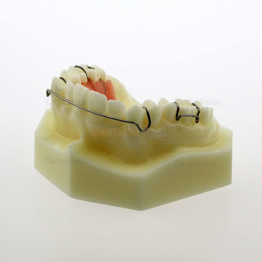 Dental Teeth Model Orthodontic Demonstration Study Traning Model #3007 01