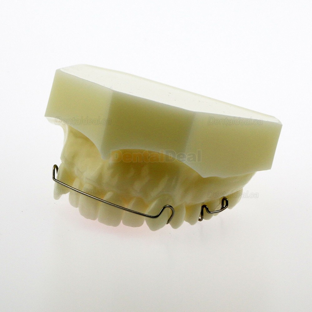 Dental Teeth Model Orthodontic Demonstration Study Traning Model #3007 01
