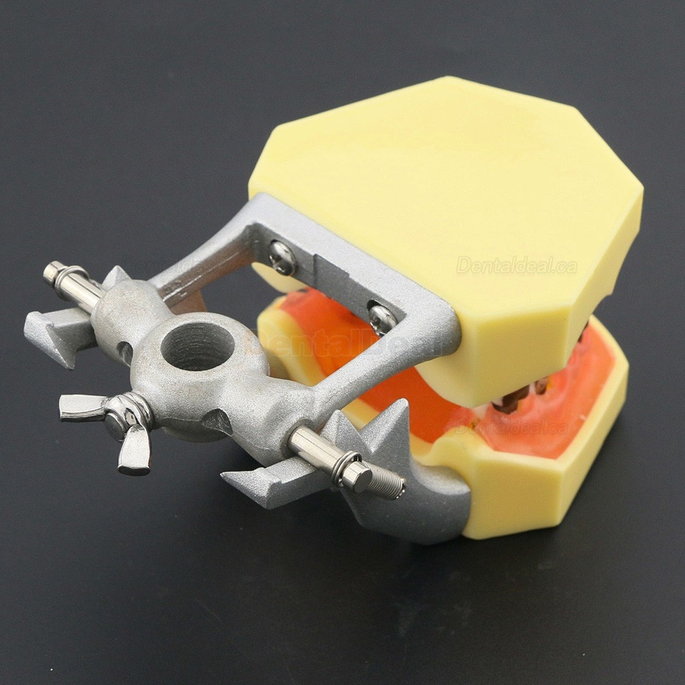 Teeth Periodontal Model Demonstration Training Study Model Inflamed Gingivae Calculs 4003