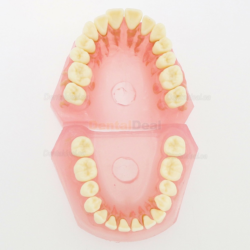 28Pcs Teeth Dental Removable Teeth Model Study Teach Standard Model 4004