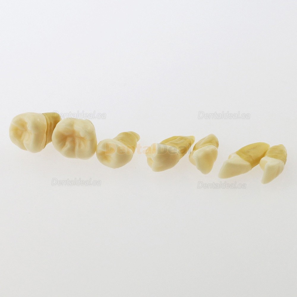 28Pcs Teeth Dental Removable Teeth Model Study Teach Standard Model 4004