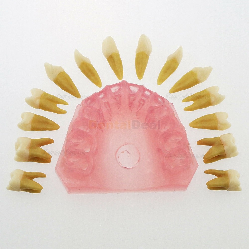 28Pcs Teeth Dental Removable Teeth Model Study Teach Standard Model 4004