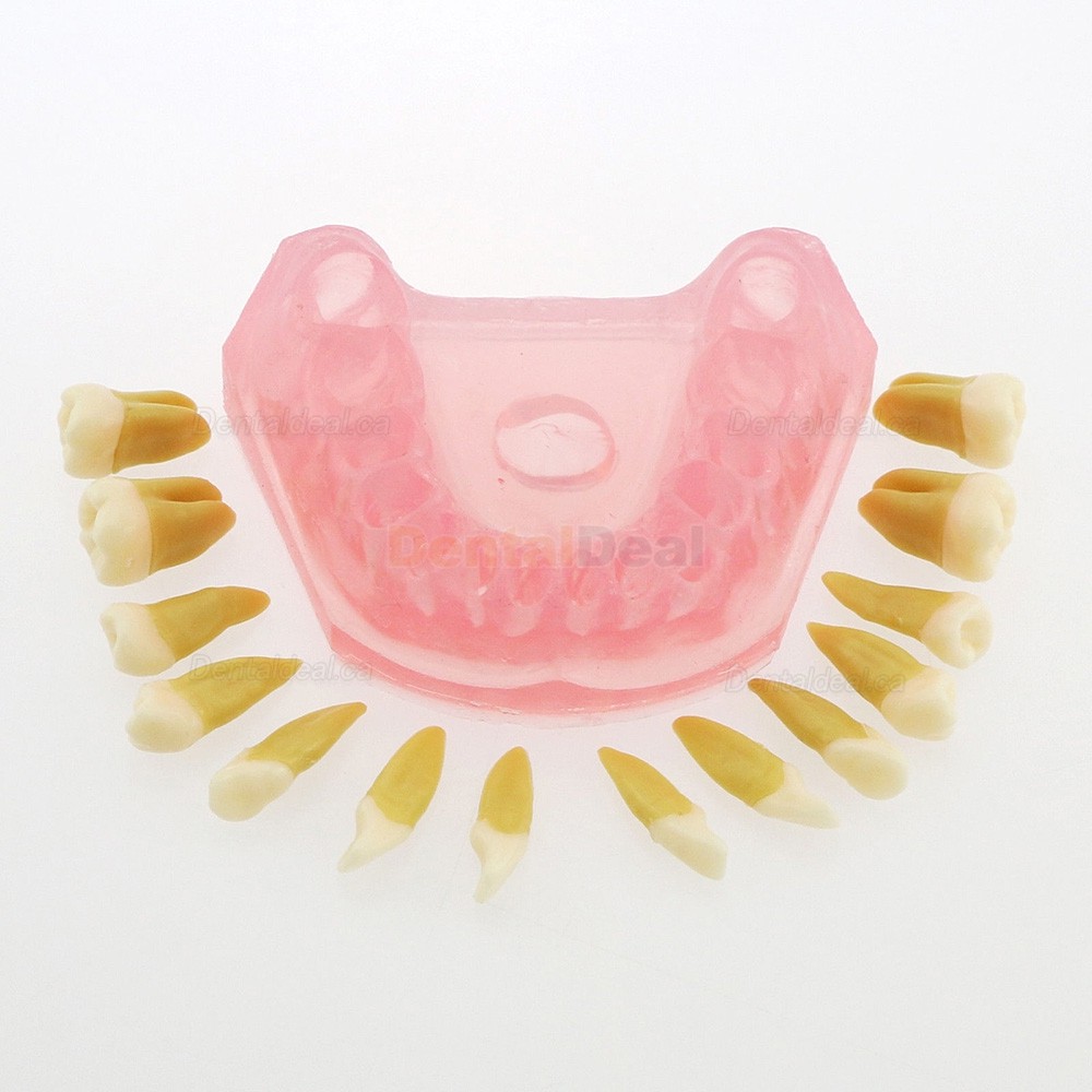 28Pcs Teeth Dental Removable Teeth Model Study Teach Standard Model 4004