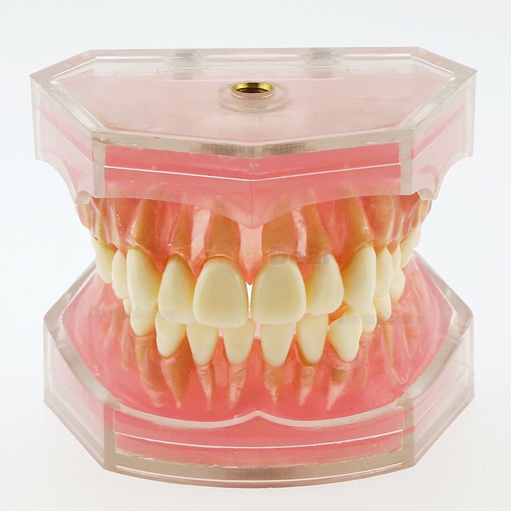 28Pcs Teeth Dental Removable Teeth Model Study Teach Standard Model 4004