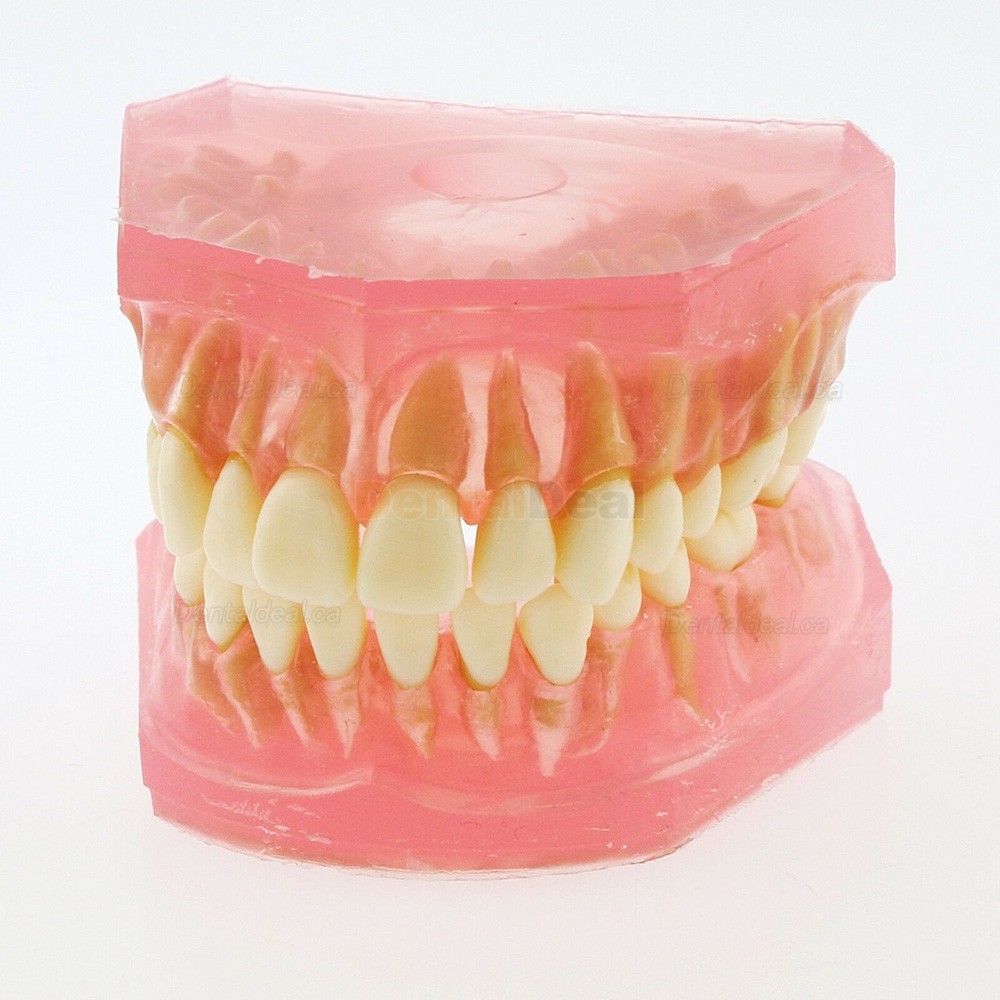 28Pcs Teeth Dental Removable Teeth Model Study Teach Standard Model 4004