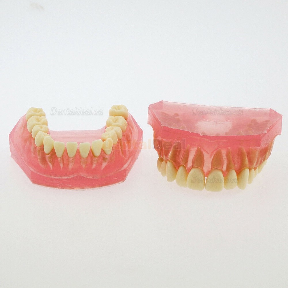 28Pcs Teeth Dental Removable Teeth Model Study Teach Standard Model 4004