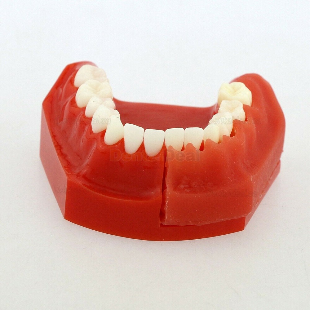 Dental Teeth Model Permanent Tooth Demonstration Study Education Model 4006#