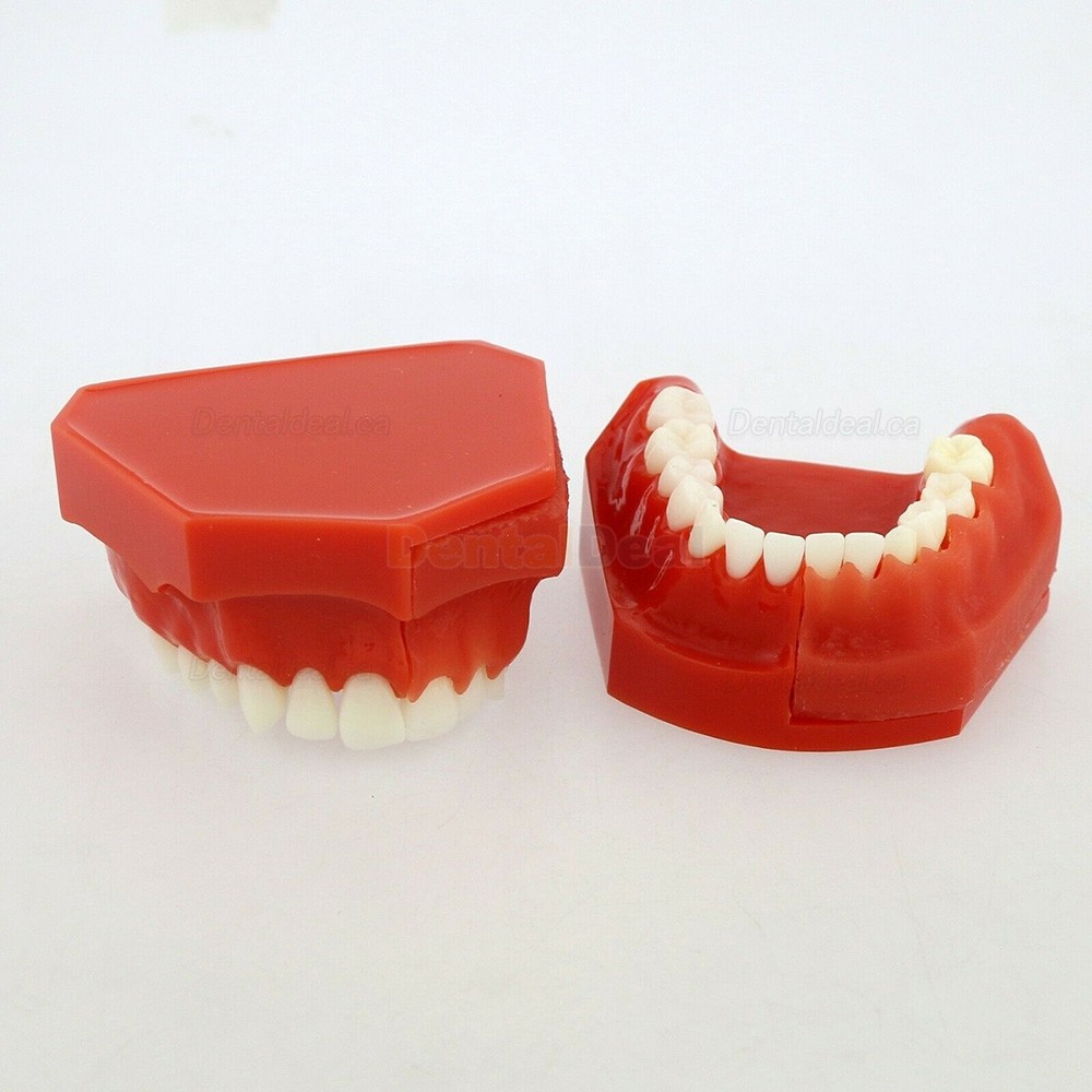 Dental Teeth Model Permanent Tooth Demonstration Study Education Model 4006#