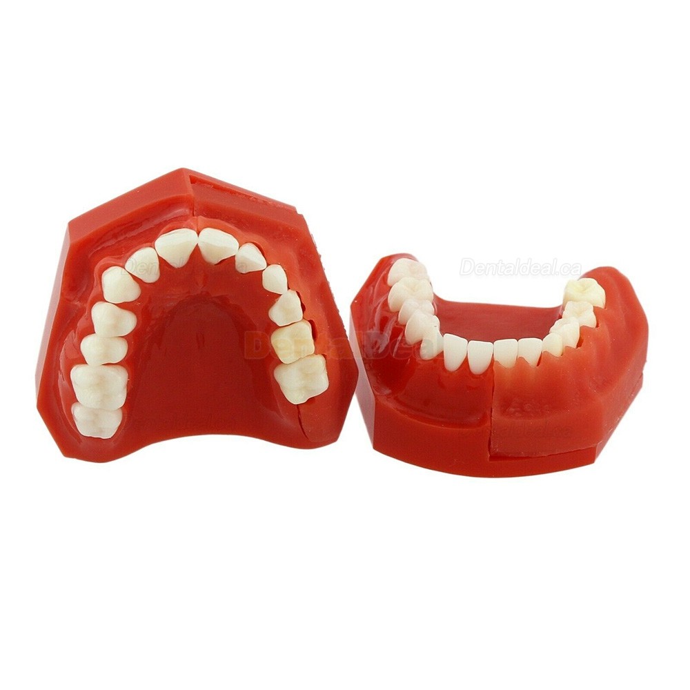 Dental Teeth Model Permanent Tooth Demonstration Study Education Model 4006#