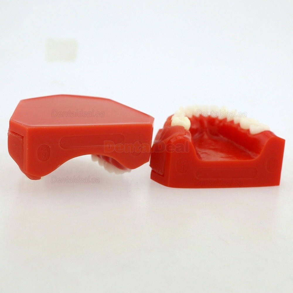 Dental Teeth Model Permanent Tooth Demonstration Study Education Model 4006#
