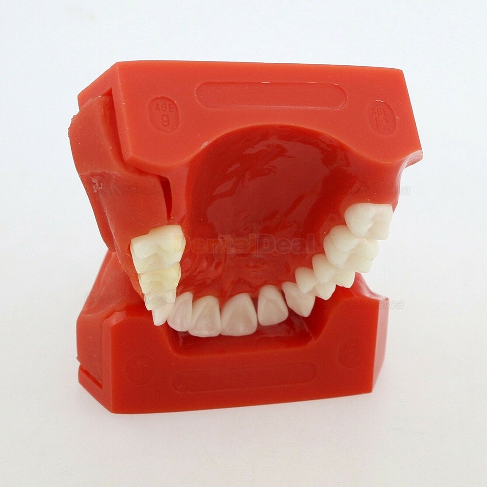 Dental Teeth Model Permanent Tooth Demonstration Study Education Model 4006#