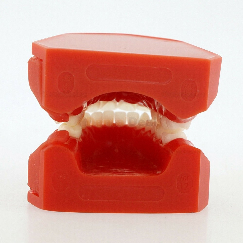 Dental Teeth Model Permanent Tooth Demonstration Study Education Model 4006#