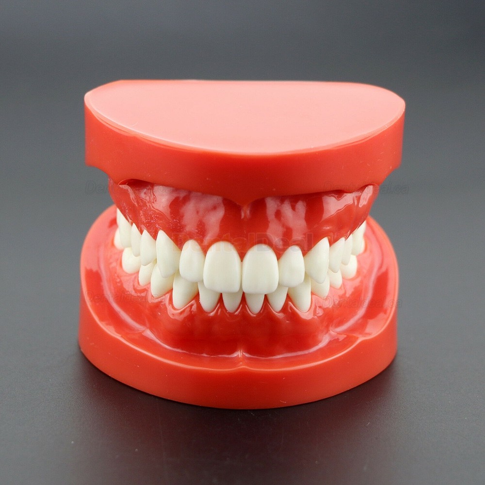 Dental Teach Study Adult Demonstration Teeth Model for Dental Students Patients 7004