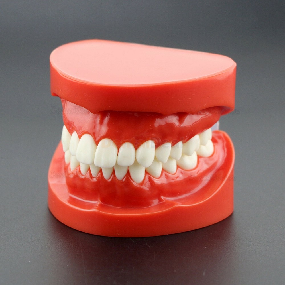 Dental Teach Study Adult Demonstration Teeth Model for Dental Students Patients 7004