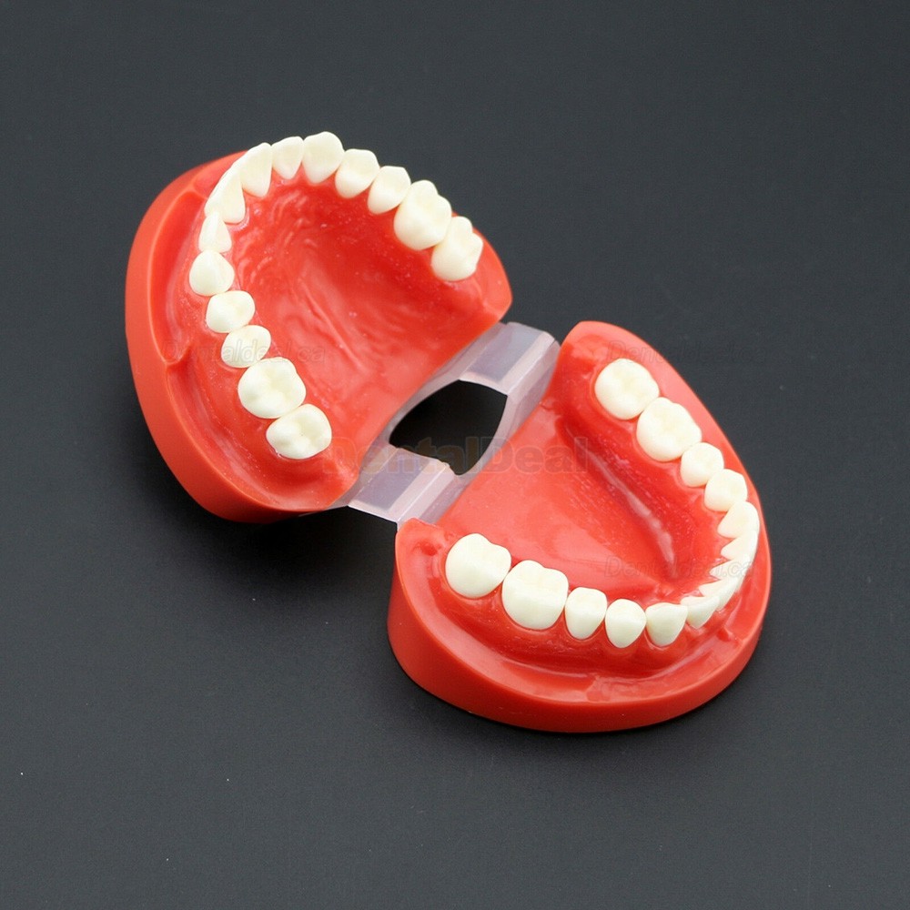 Dental Teach Study Adult Demonstration Teeth Model for Dental Students Patients 7004