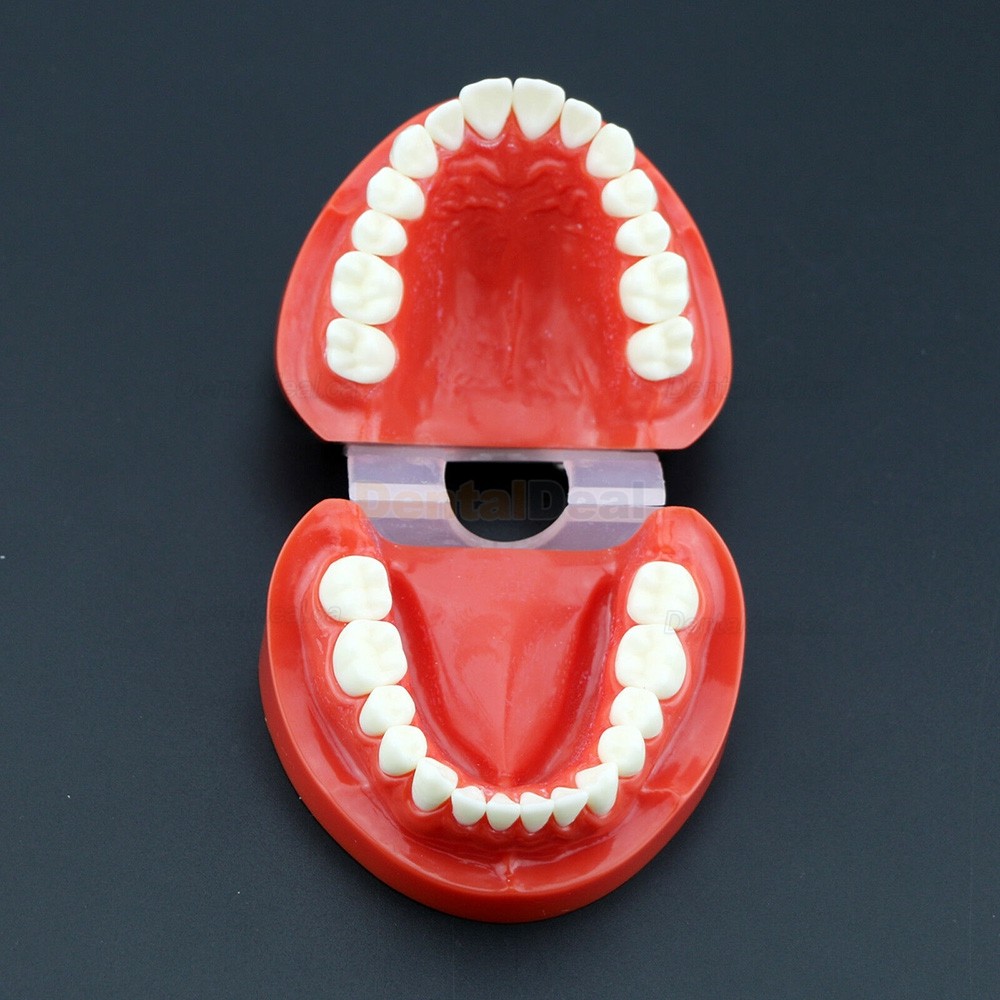 Dental Teach Study Adult Demonstration Teeth Model for Dental Students Patients 7004