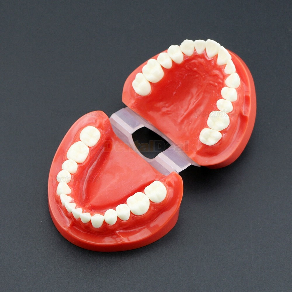 Dental Teach Study Adult Demonstration Teeth Model for Dental Students Patients 7004
