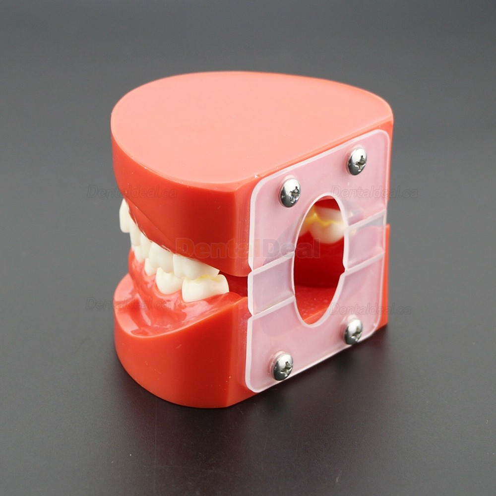 Dental Teach Study Adult Demonstration Teeth Model for Dental Students Patients 7004