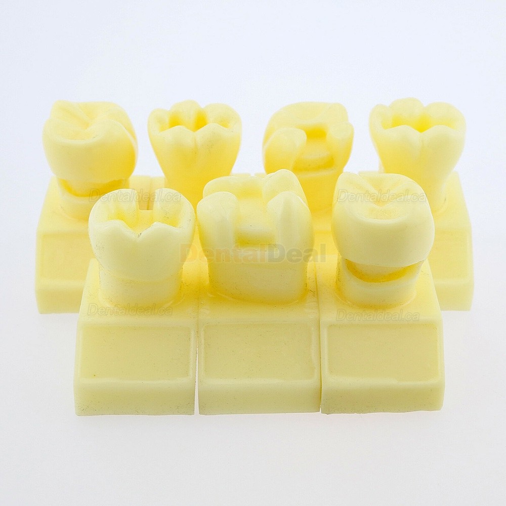 Dental 4 Times Cavity Preparation Study Demo Education Traning Model #7009 01
