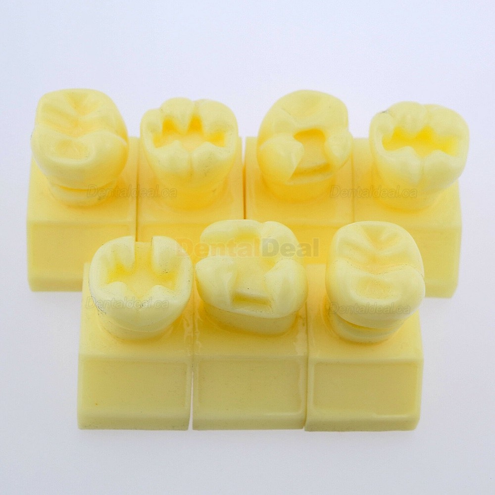 Dental 4 Times Cavity Preparation Study Demo Education Traning Model #7009 01