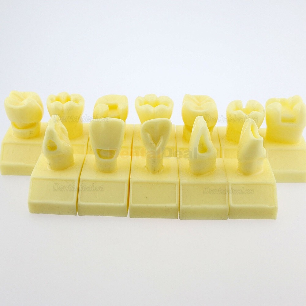 Dental 4 Times Cavity Preparation Study Demo Education Traning Model #7009 01
