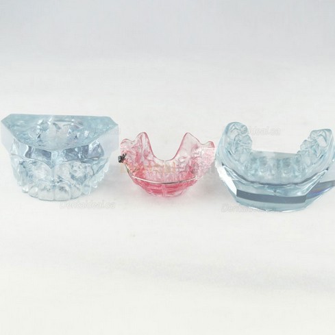Orthodontic Demonstration Study Demo Education Model M3006