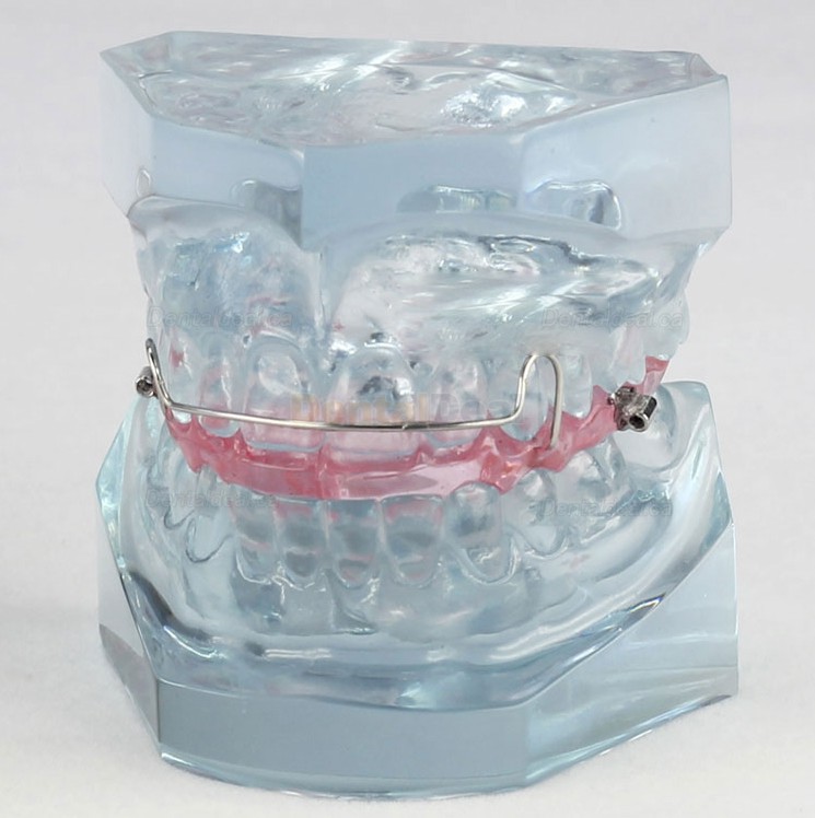 Orthodontic Demonstration Study Demo Education Model M3006