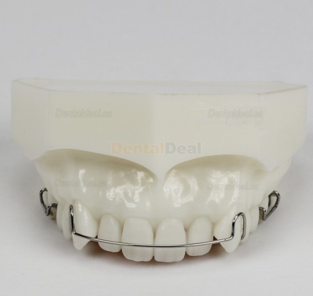 Orthodontic Demonstration Model Study Training Education M3007