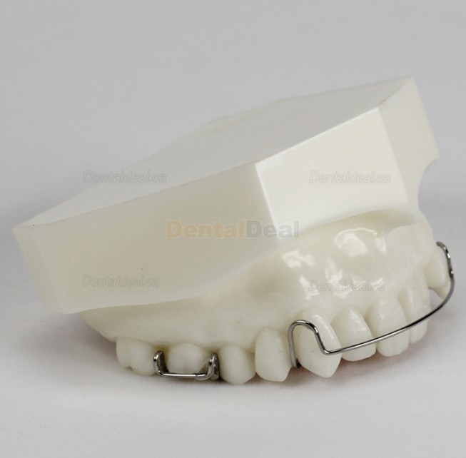 Orthodontic Demonstration Model Study Training Education M3007
