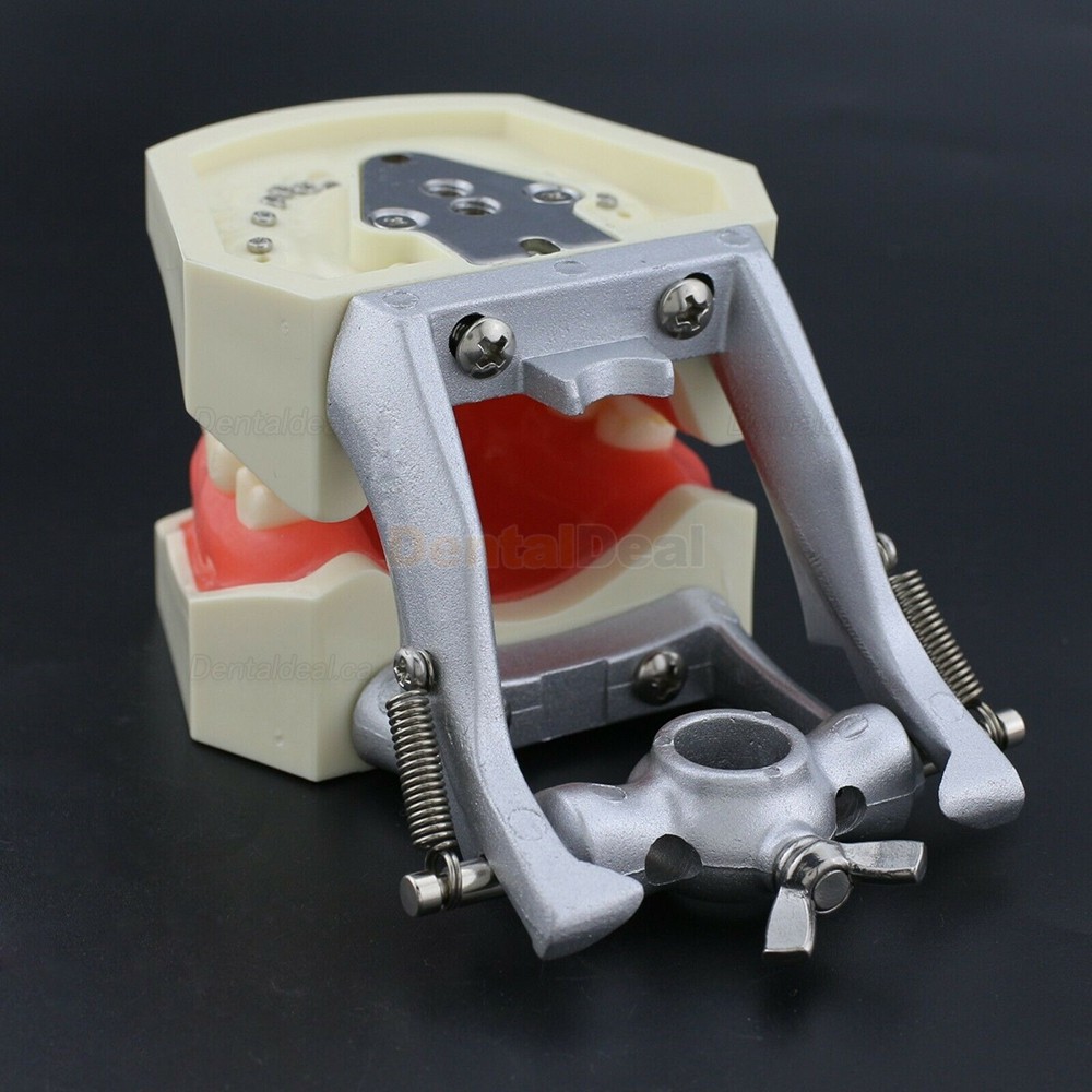 Dental Typodont Model 28/32Pcs Teeth M8011/M8012 Fit Nissin Kilgore 200