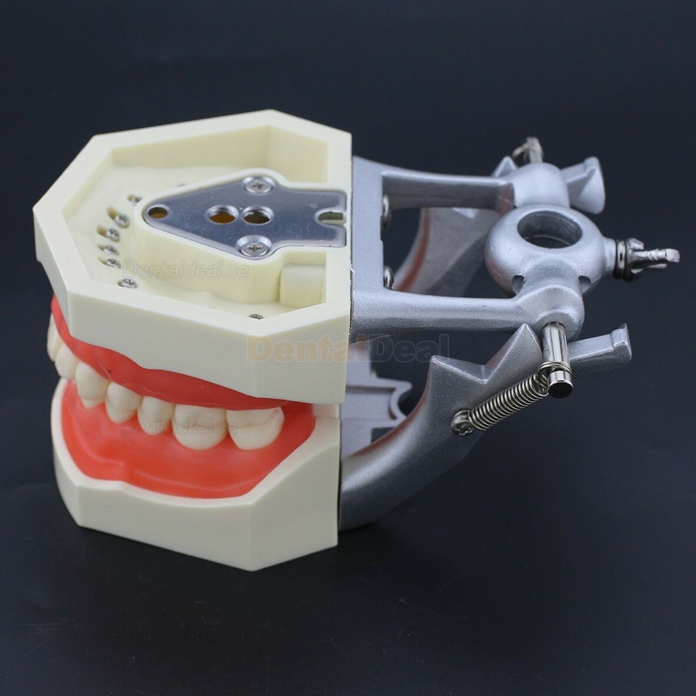 Dental Typodont Model 28/32Pcs Teeth M8011/M8012 Fit Nissin Kilgore 200