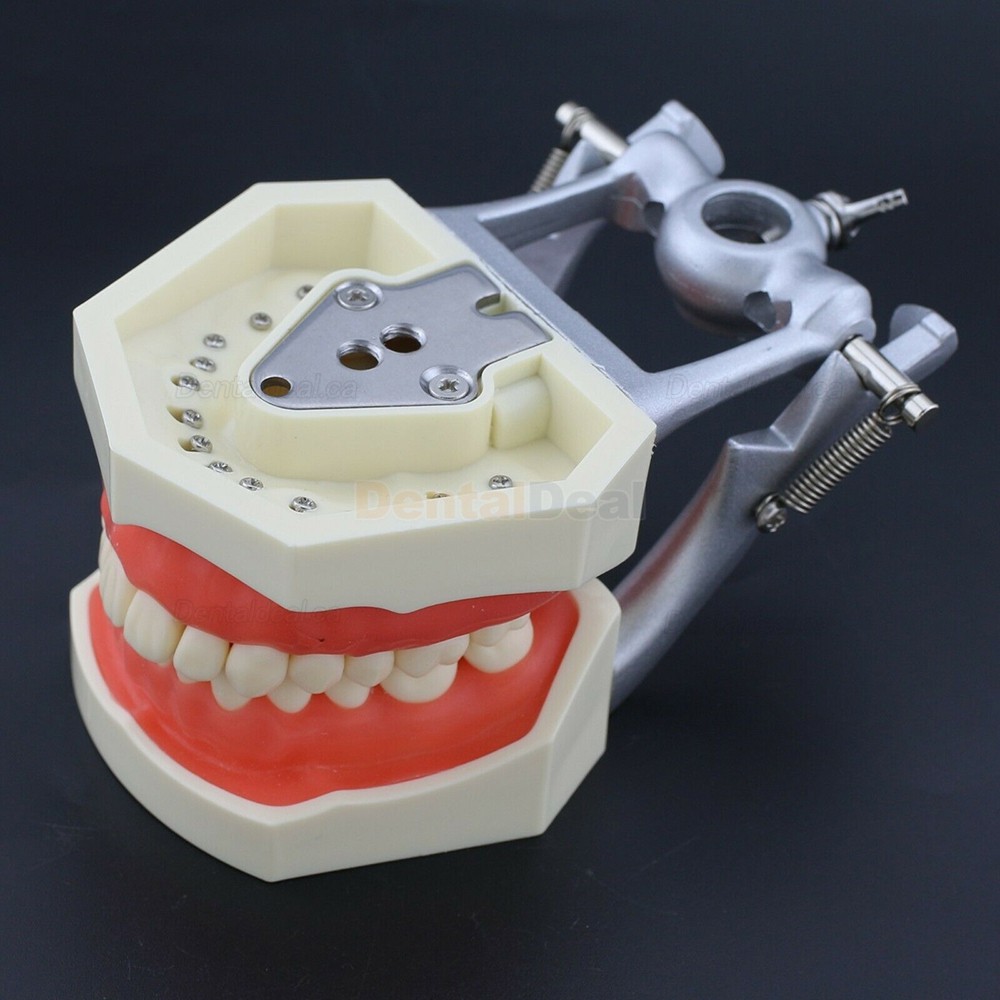 Dental Typodont Model 28/32Pcs Teeth M8011/M8012 Fit Nissin Kilgore 200