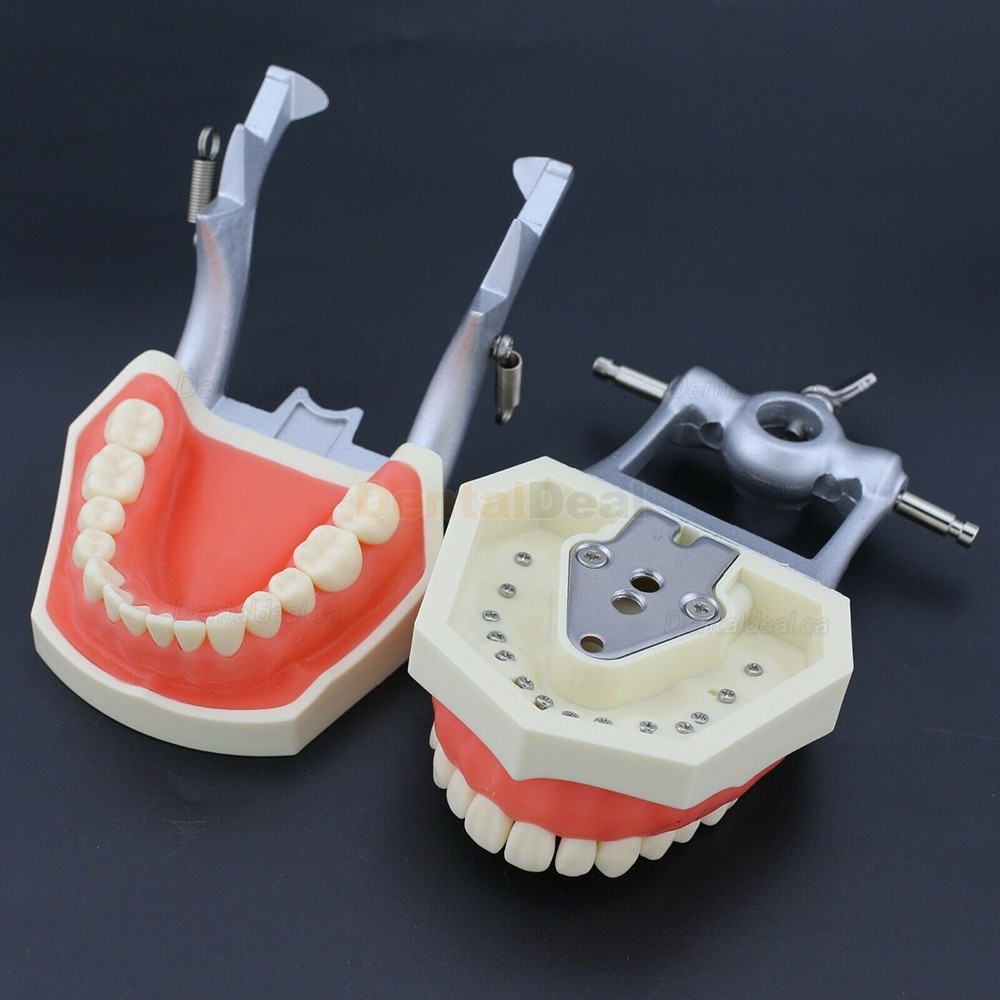 Dental Typodont Model 28/32Pcs Teeth M8011/M8012 Fit Nissin Kilgore 200