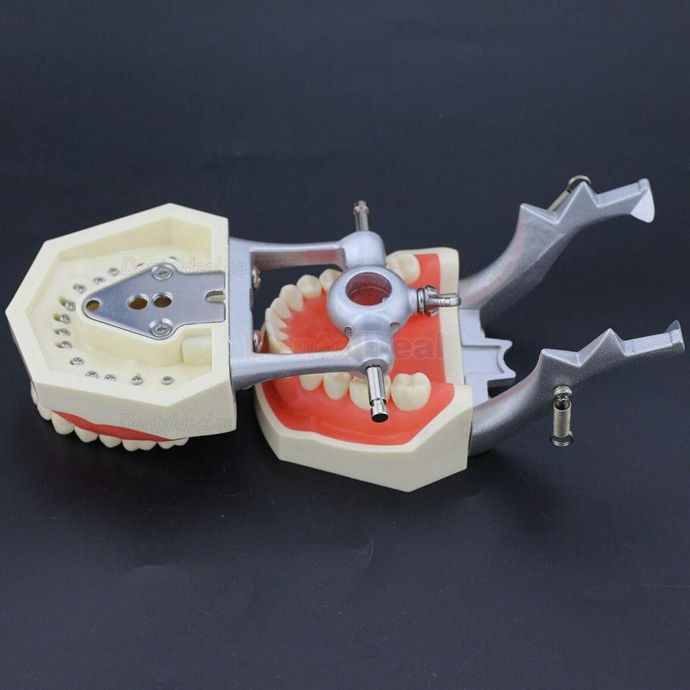 Dental Typodont Model 28/32Pcs Teeth M8011/M8012 Fit Nissin Kilgore 200