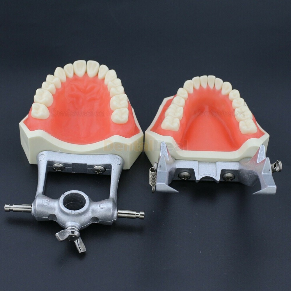 Dental Typodont Model 28/32Pcs Teeth M8011/M8012 Fit Nissin Kilgore 200