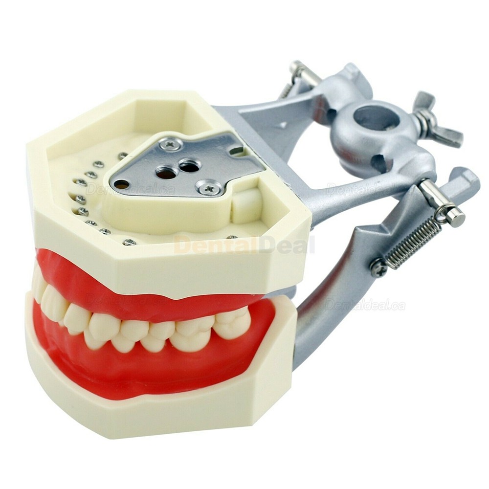 Dental Typodont Model 28/32Pcs Teeth M8011/M8012 Fit Nissin Kilgore 200