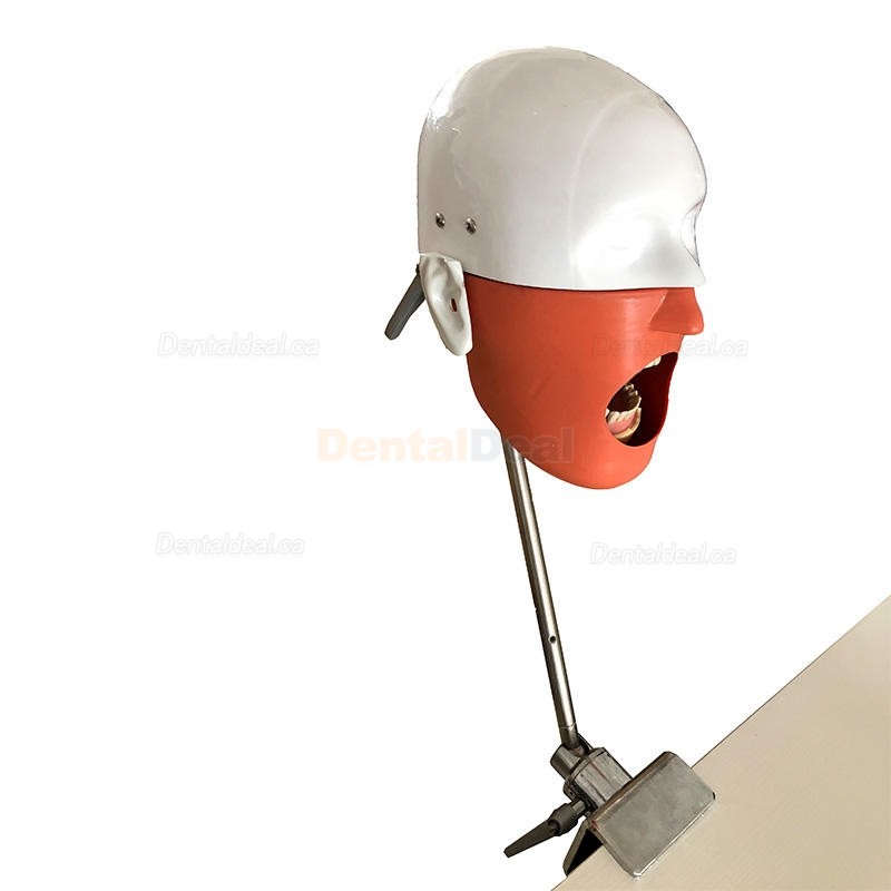 Dental Manikin Phantom Head Typodont Model Compatible with Nissin Kilgore / Frasaco