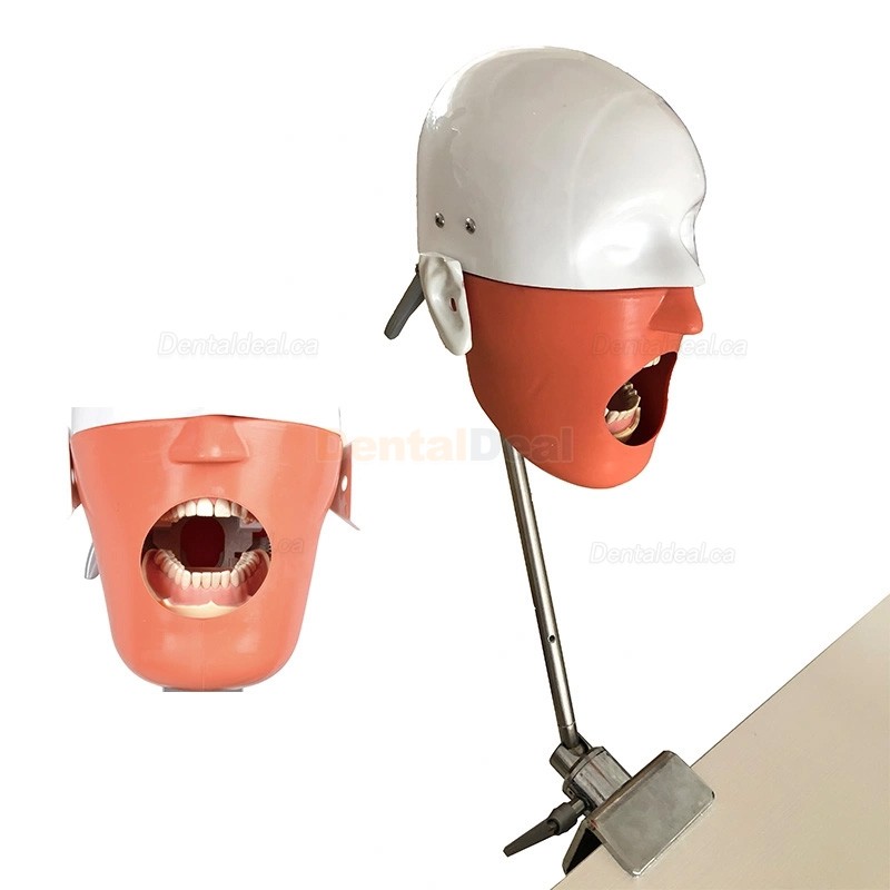 Dental Manikin Phantom Head Typodont Model Compatible with Nissin Kilgore / Frasaco