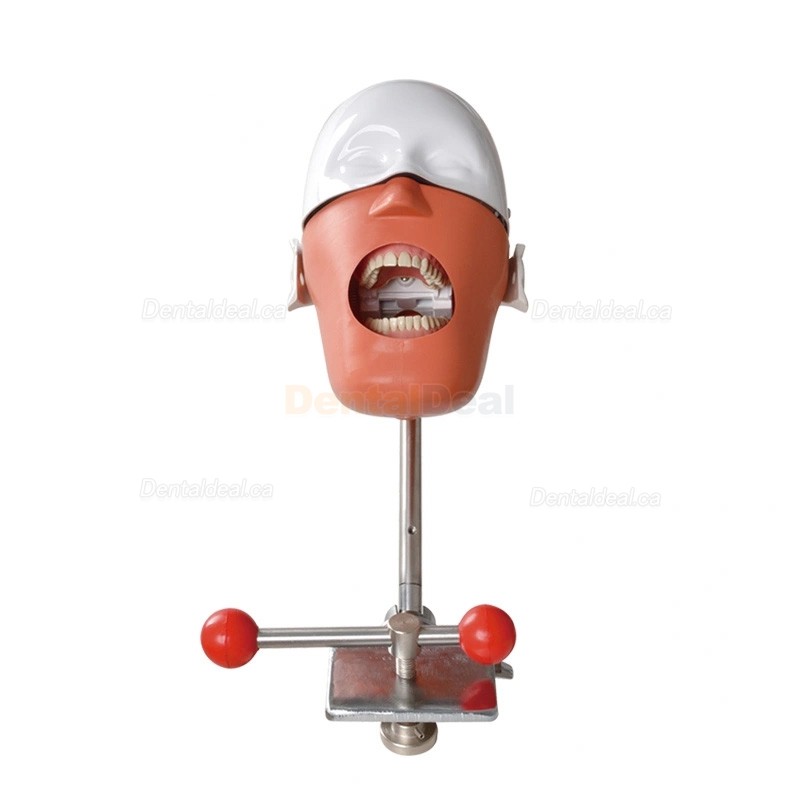 Dental Manikin Phantom Head Typodont Model Compatible with Nissin Kilgore / Frasaco