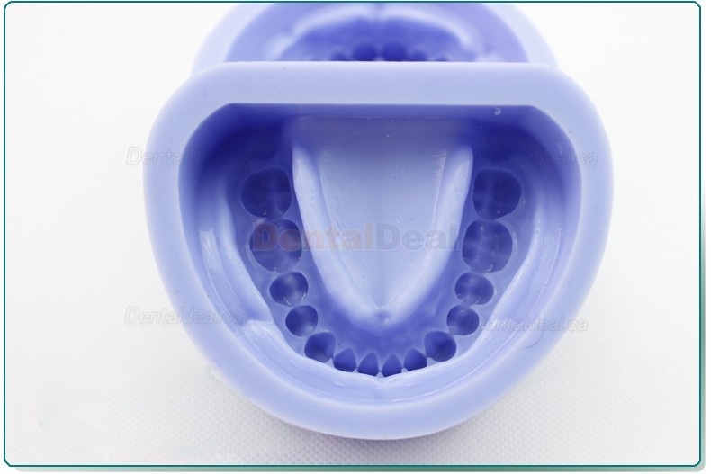 Silicone Model for Dental Cavity Preparation Block