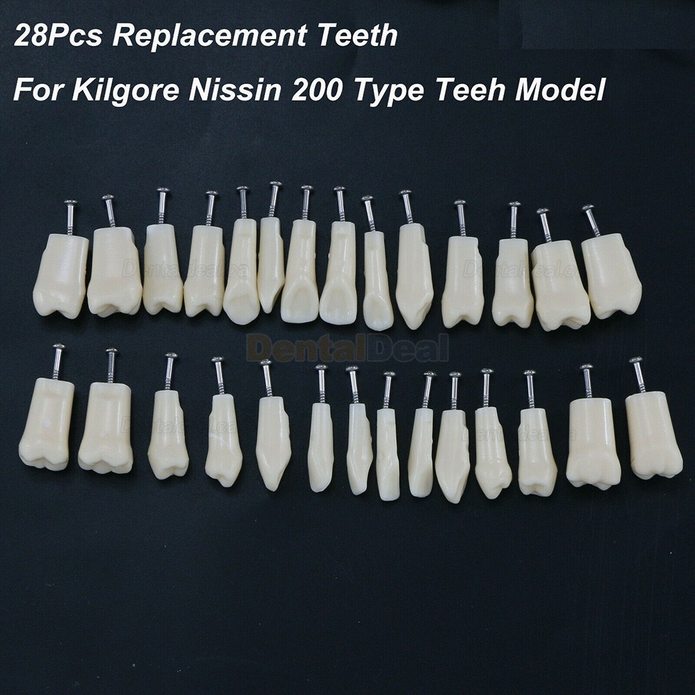 Dental Typodont Replacement Teeth M8024/M8025 Fit Nissin Kilgore 200